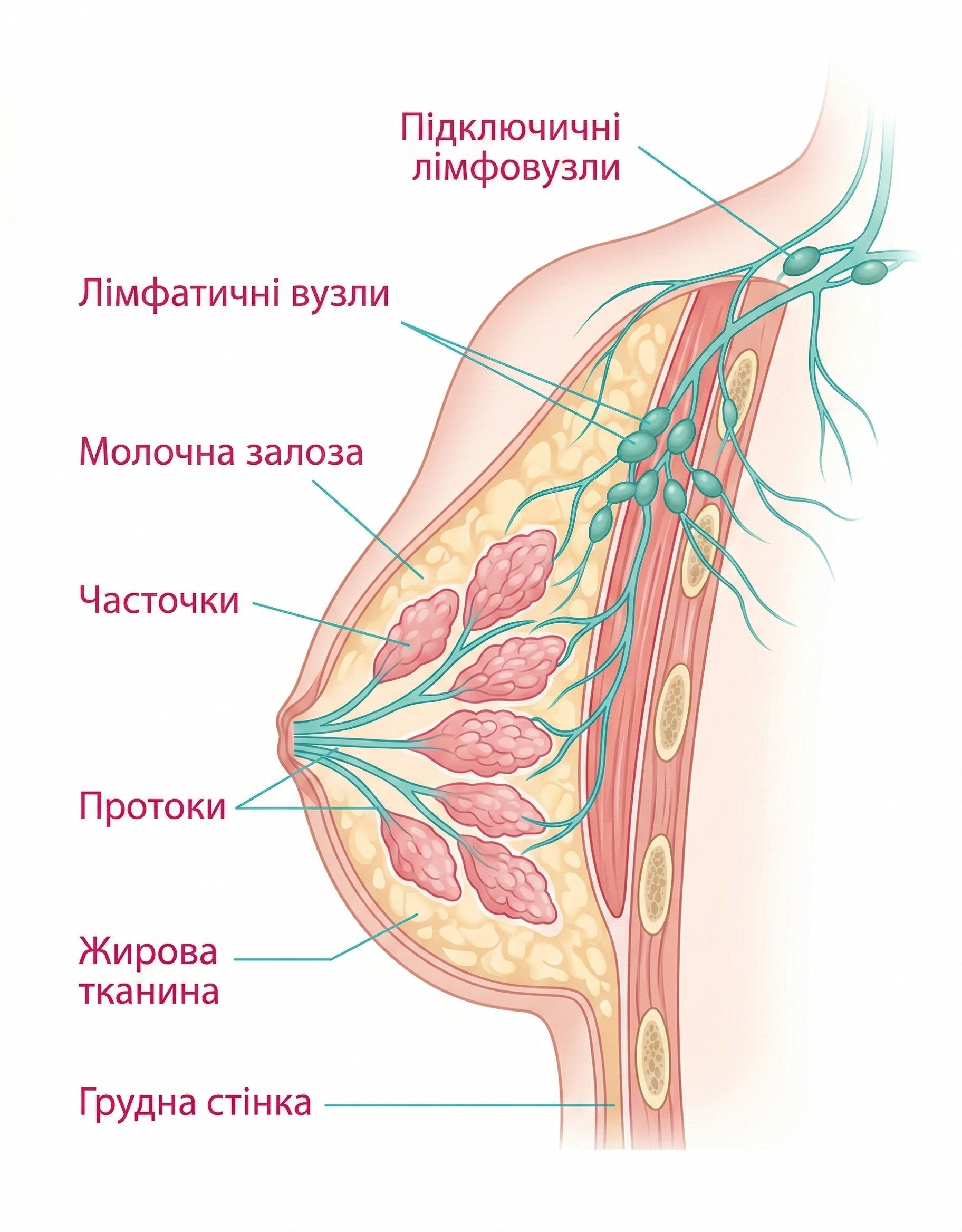 Анатомія молочної залози — українською