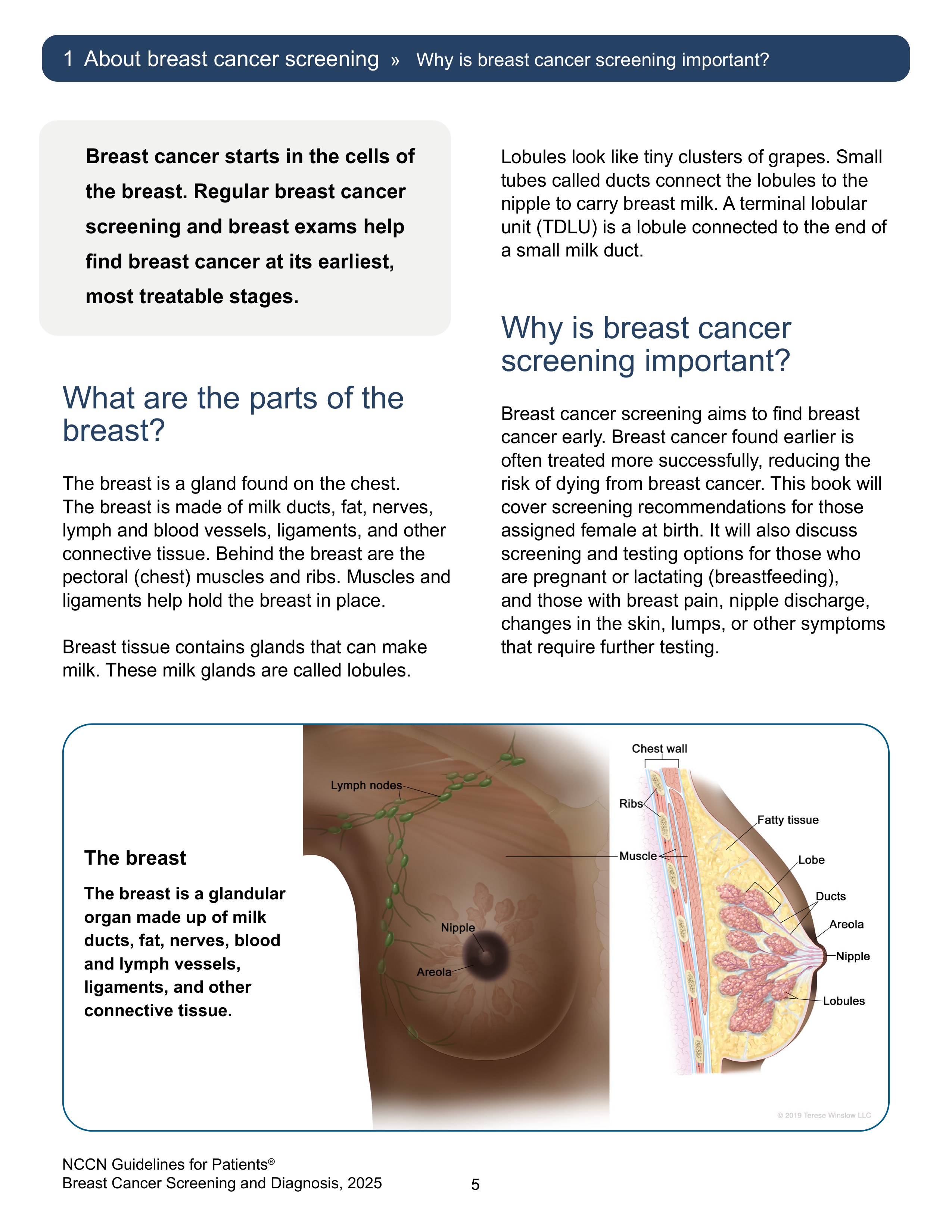 Анатомія молочної залози — NCCN